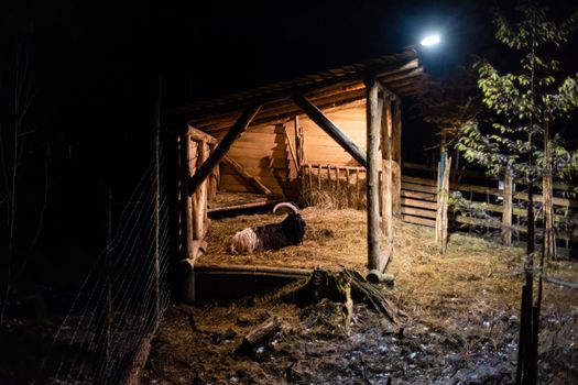 Portrait of a black goat on old country house