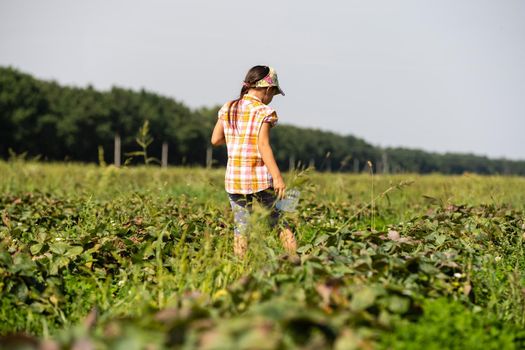 happy young child girl picking and eating strawberries on a plantation