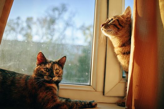 Striped curious cat looks out from curtain and looks out window at street. Two cute fluffy cats on windowsill. Lazy pet lies under sun's rays.
