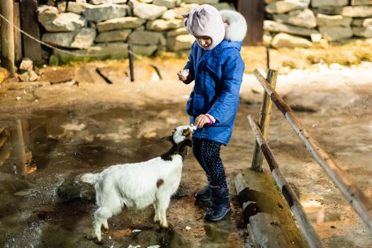 Cute little girl feeding a sheep at farm. Happy girl on family weekend on the country side. Friendship of child and animals