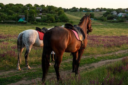 Two horses outdoor in summer happy sunset together nature. Taking care of animals, love and friendship concept.