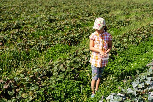 little girl picking strawberries in the field