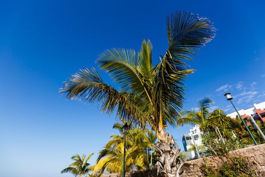 Palm Trees - Perfect palm trees against a beautiful blue sky and the ocean, tenerife.