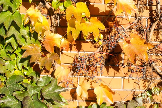 Bright red and orange autumn fall leaves background. Colorful and bright wall with autumn red and orange leaves.