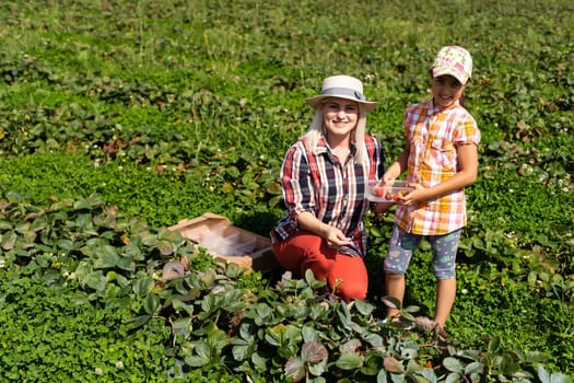 daughter and mother is working in the vegetables garden, harvested strawberries