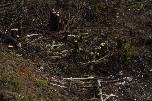 Cut pine trees on the side, natural disaster. Forest disaster.