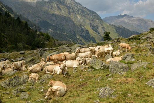 Cows with bells around their necks graze high in the mountains in the Pyrenees, France