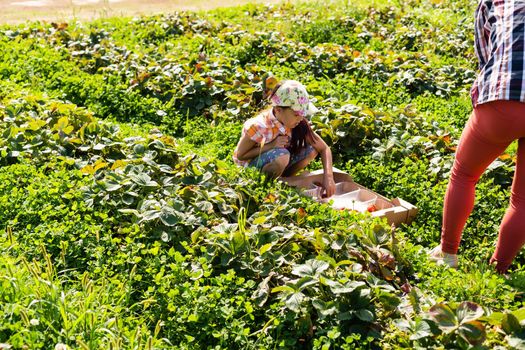 happy young child girl picking and eating strawberries on a plantation