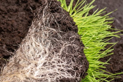 Close-up of intertwined rhizome in a ground of green grass vitgrass. Concept of fertilizer and healthy food supplements for people and animals