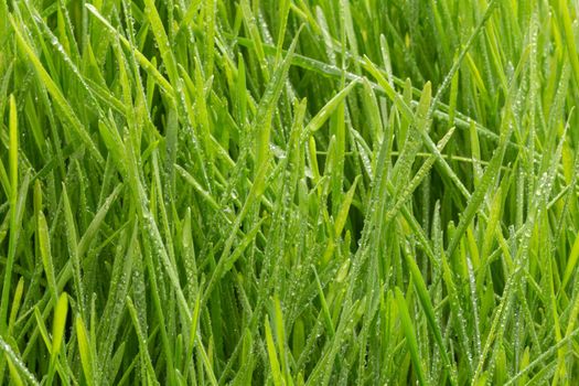Fresh green grass with water drops. Nature Background.