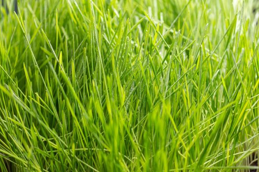 Fresh green grass with water drops. Nature Background.