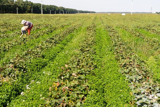 strawberries in rows in the field