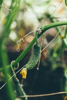 Fresh Cucumber On Hothouse Plantation In Autumn