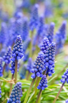 Blue buds flowers Muscari armeniacum or Grape Hyacinth. Viper bow