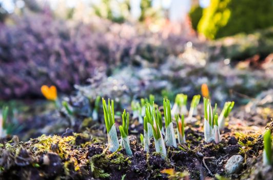 Spring is coming. The first yellow crocuses in my garden on a sunny day
