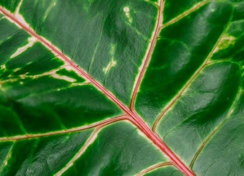 Abstract green background. Macro Croton plant leaf. Natural background for brand design.