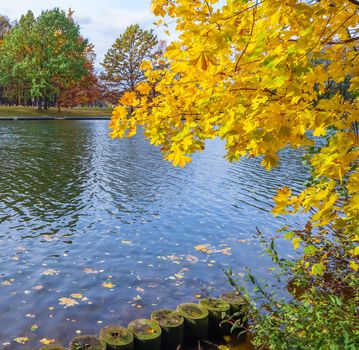 Bright yellow leaves on a maple by the river on a sunny autumn day. Autumn background