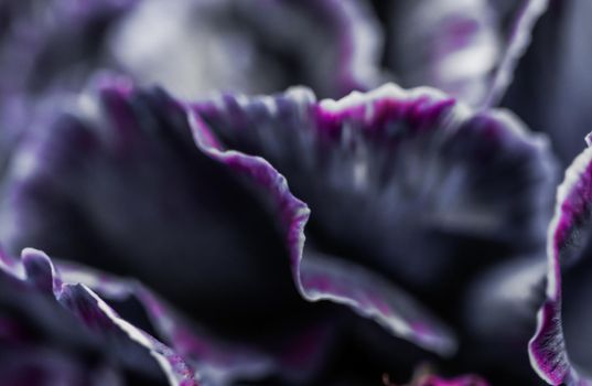 Retro art, vintage card and botanical concept - Abstract floral background, black carnation flower. Macro flowers backdrop for holiday brand design