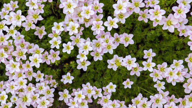 Delicate white flowers of Saxifrage mossy in spring garden