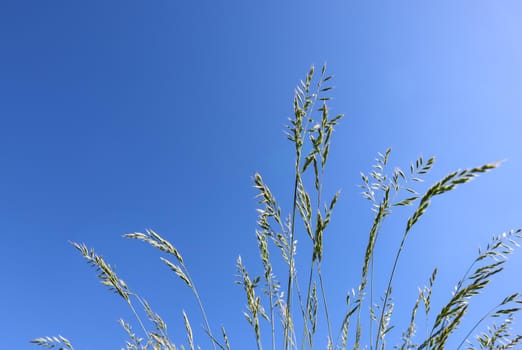 Decorative grass Blue fescue on blue sky background. Festuca glauca spikelets