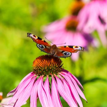 Beautiful colored European Peacock butterfly, Inachis io, Aglais io, on purple flower Echinacea in a sunny summer garden.