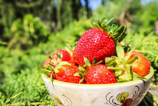 Large ripe red juicy strawberries in a bowl in the home garden. Summertime healthy food concept.
