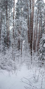 Many thin twigs covered with fluffy white snow. Beautiful winter snowy forest