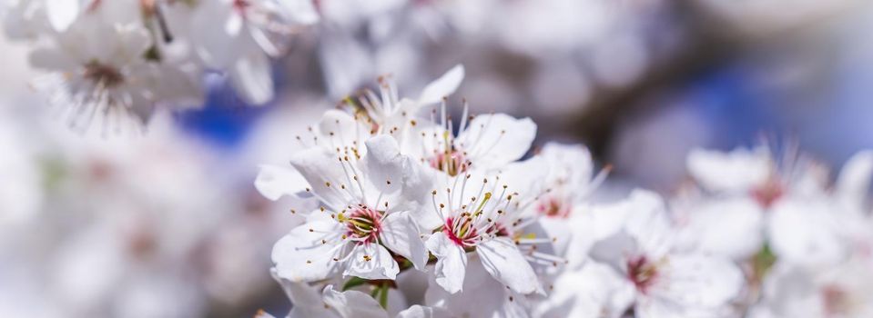 Cherry blossoms in spring. Beautiful white flowers against blue sky