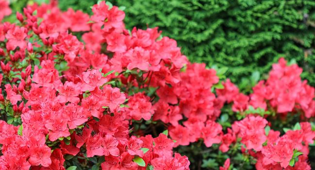 Blooming red azalea flowers with dew drops in spring garden. Gardening concept. Floral background