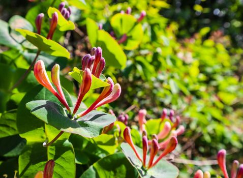 Close up pink Honeysuckle flowers in the garden. Lonicera caprifolium flowers, common names honeysuckle or woodbine in bloom. Gardening concept. Floral background