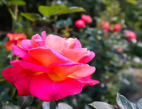 Beautiful red roses in the garden in sunny day