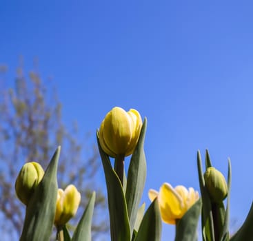 Beautiful yellow tulips and buds with leaves in spring against blue sky