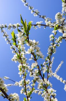 Beautiful white flowers of plum in spring against blue sky