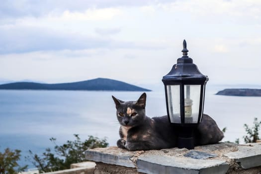 Cat and street lamp on background of picturesque seascape