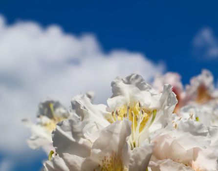 Beautiful petals of Rhododendron flower Cunningham's White on the background of blue sky with clouds