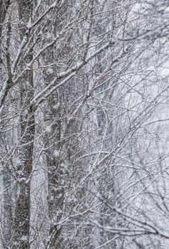 Snowing landscape, winter holiday concept - Fairytale fluffy snow-covered trees branches, nature scenery with white snow and cold weather. Snowfall in winter park. Soft focus