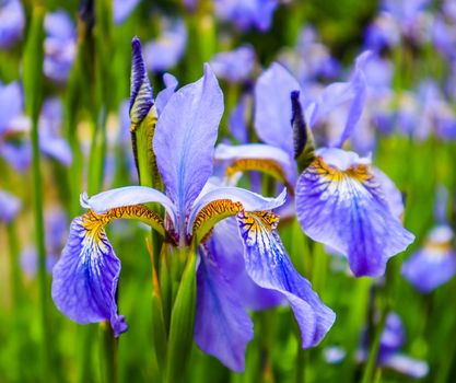 Blooming violet iris flowers in the garden. Gardening concept. Flower background