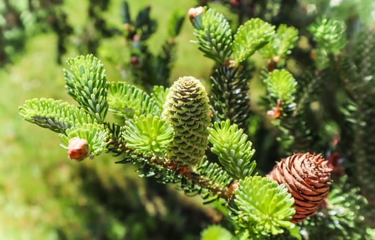 A branch of Korean fir with young cone in spring garden