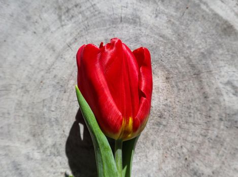 Beautiful red tulip on the rough surface of an old stump