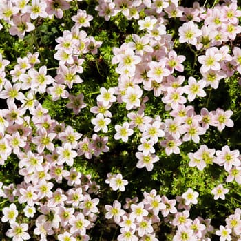 Floral background. Small white flowers Saxifrage moss in the spring garden