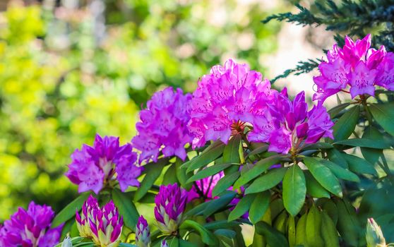 Blooming pink rhododendron flowers in spring on blurred background. Gardening concept. Flower backdrop