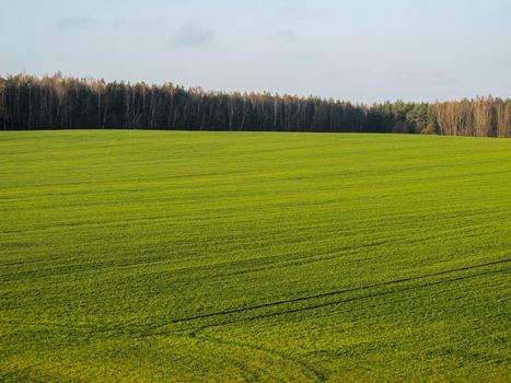 Wonderful green field and forest in the countryside on a sunny day