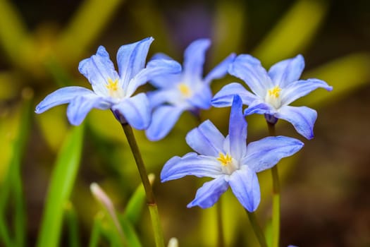 Blooming of beautiful blue flowers (Chionodoxa) in the spring garden