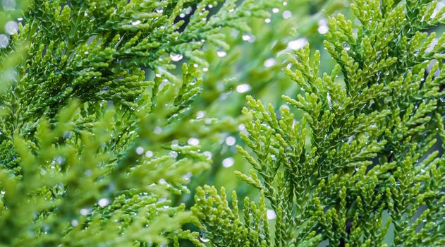 Closeup green leaves of evergreen coniferous tree Lawson Cypress or Chamaecyparis lawsoniana after the rain. Extreme bokeh with light reflection. Macro photography, selective focus, blurred nature background. Space for text