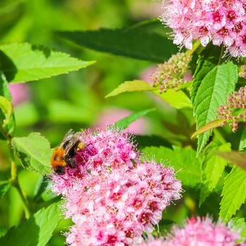 Spirea branch. Blooming Japanese spirea pink flower with a bee in the summer garden.