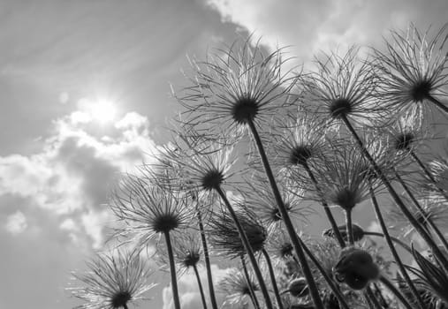 Alpine anemone (Pulsatilla alpina apiifolia) fruits on a background of blue sky with clouds. Black and white