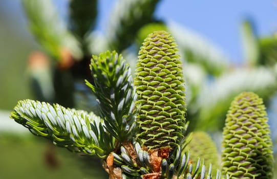 A branch of Korean fir with young cones in spring garden