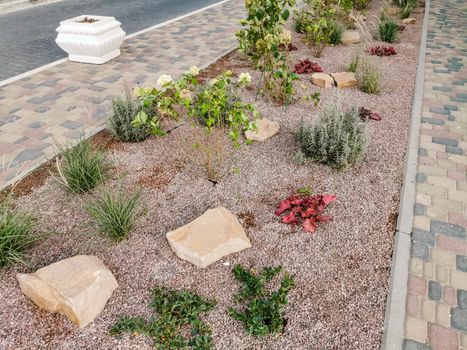 green bushes in the flower bed at home. landscape design of the gardens and local area.