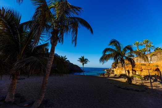 Palm Trees - Perfect palm trees against a beautiful blue sky and the ocean, tenerife.