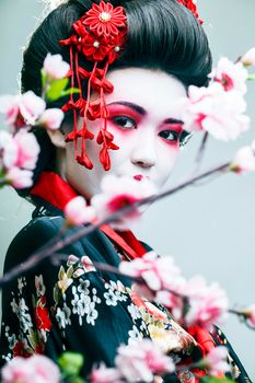 young pretty geisha in black kimono among sakura, asian ethno closeup on white background